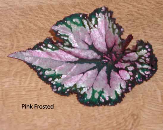 B. ‘Pink Frosted’